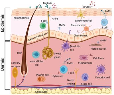 Review: Lessons Learned From Clinical Trials Using Antimicrobial Peptides (AMPs)